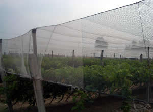 Plastic Mesh for Agricultural Farms