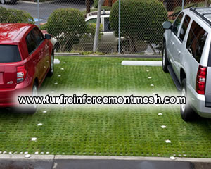 Grass Protecting Mesh Made of Plastic